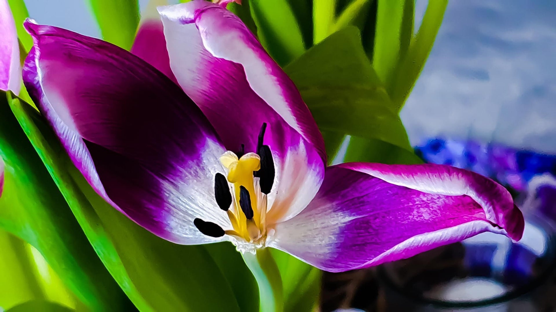 Загрузить видео: Чистая акварель- яркие цветы