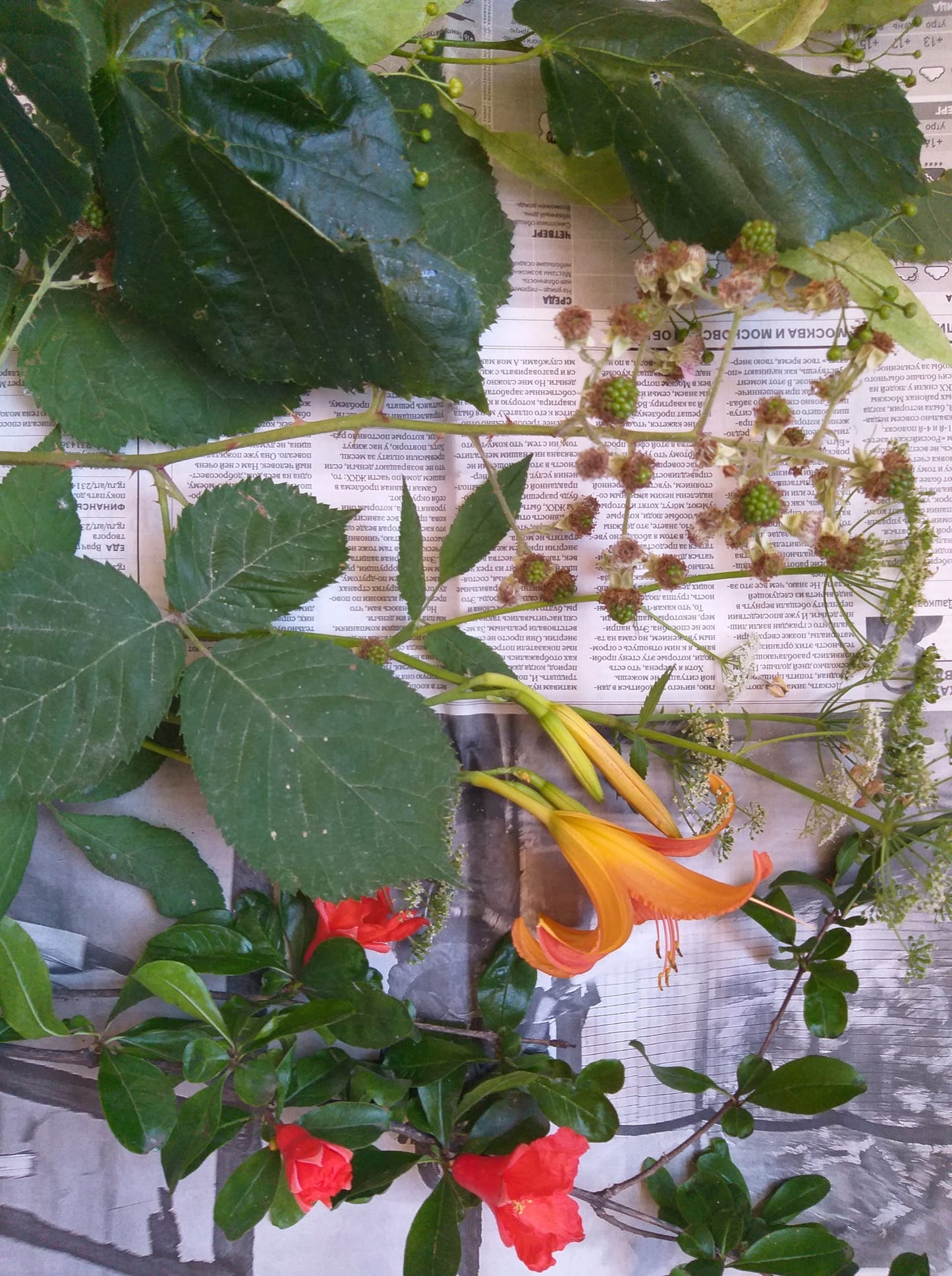 Графическая композиция виноградная лоза