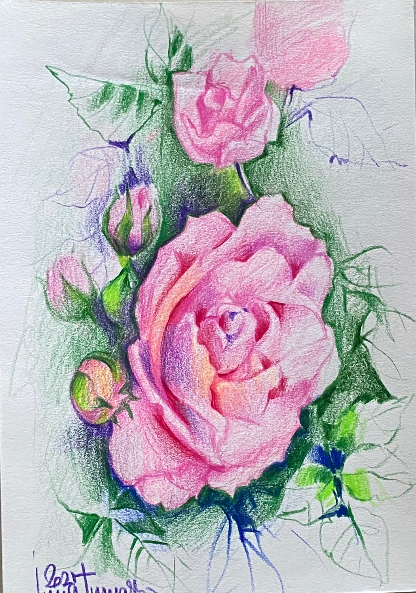 Живопись цветными карандашами. Нежная роза